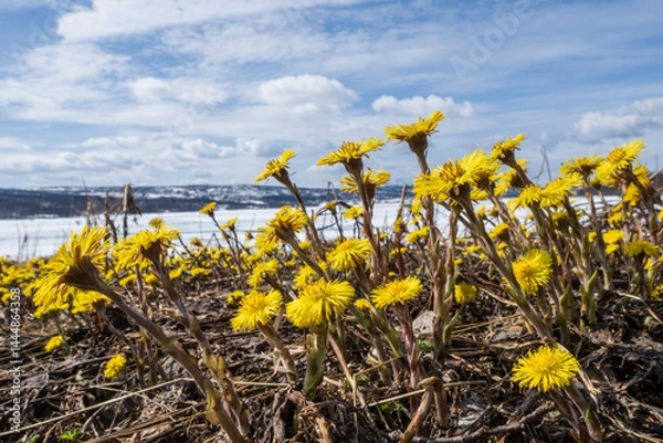 Obraz Coltsfoot (Tussilago farfara)