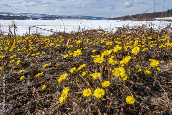 Obraz Coltsfoot (Tussilago farfara)