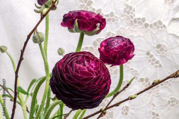 Obraz dark red Persian Buttercup