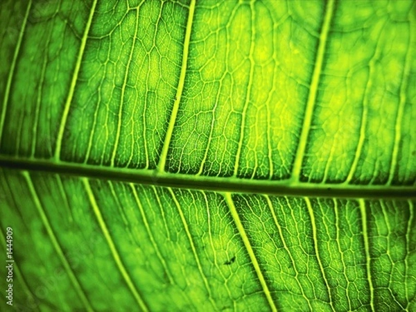 Fototapeta leaf...