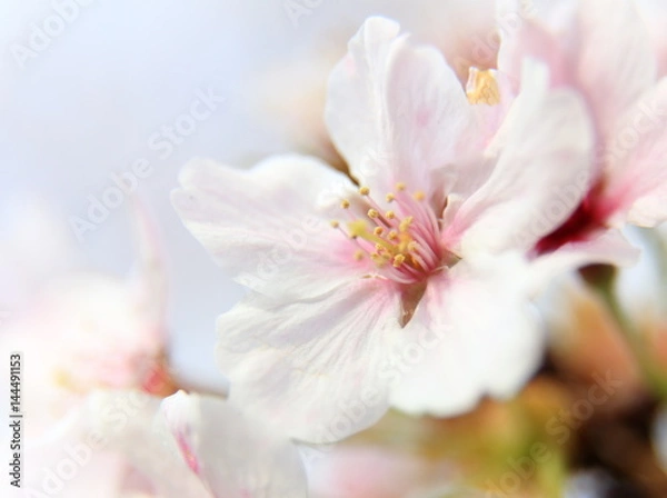 Fototapeta さくら