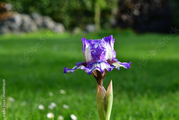 Obraz Beautiful purple-white iris on a green background in our garden. Focus is on the center of the image.