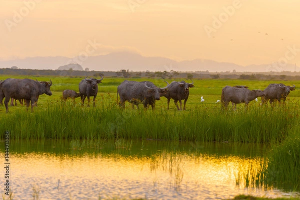 Fototapeta A herd of muddy buffaloes grazing in the evening at the Thale Noi of Pak Pra is another interesting activity for tourists in Khuan Khanun District, Phatthalung