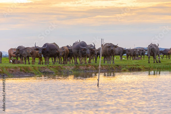Fototapeta A herd of muddy buffaloes grazing in the evening at the Thale Noi of Pak Pra is another interesting activity for tourists in Khuan Khanun District, Phatthalung