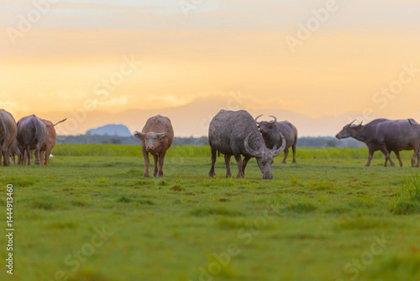 Fototapeta A herd of muddy buffaloes grazing in the evening at the Thale Noi of Pak Pra is another interesting activity for tourists in Khuan Khanun District, Phatthalung
