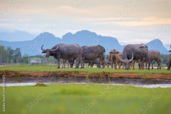 Fototapeta A herd of muddy buffaloes grazing in the evening at the Thale Noi of Pak Pra is another interesting activity for tourists in Khuan Khanun District, Phatthalung