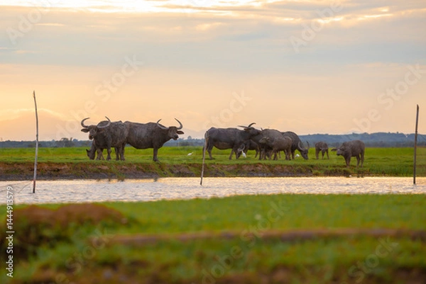 Fototapeta A herd of muddy buffaloes grazing in the evening at the Thale Noi of Pak Pra is another interesting activity for tourists in Khuan Khanun District, Phatthalung
