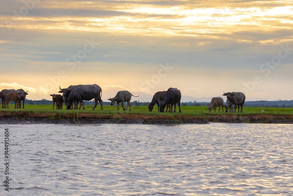 Fototapeta A herd of muddy buffaloes grazing in the evening at the Thale Noi of Pak Pra is another interesting activity for tourists in Khuan Khanun District, Phatthalung