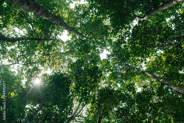 Fototapeta Tree branches reaching across the sky with vibrant green leaves basking in golden sunlight symbolizing environmental conservation sustainability Earth Day, importance of protecting natural resources