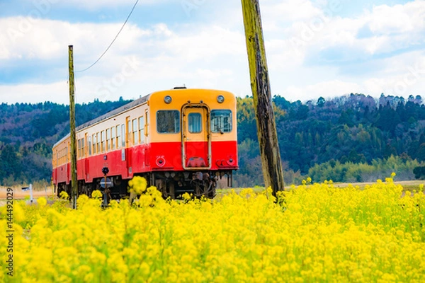 Obraz 菜の花と列車
