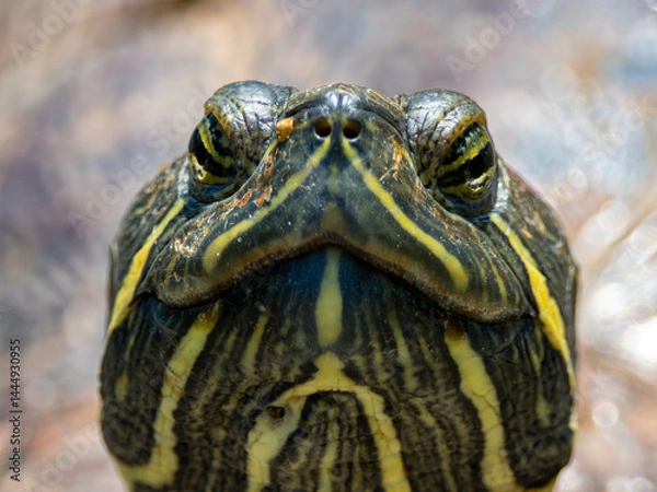 Fototapeta アカミミガメ（ミドリガメ）