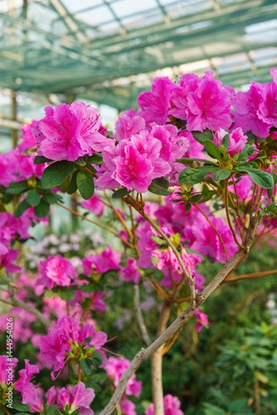 Fototapeta Blooming pink japan Azalea Ericaceae flowers, rhododendron flower macro, background. Evergreen decorative plant outdoor or in orangery in botanical garden. Gardeining, plant breeding