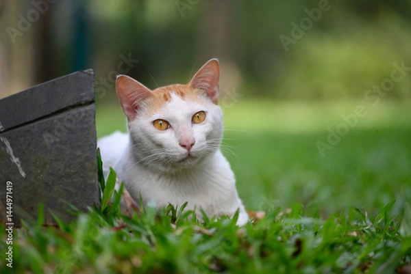 Fototapeta The Cat on the Grass