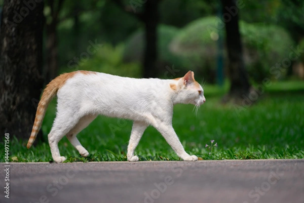 Fototapeta Cat walks in the park