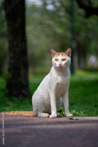 Fototapeta Cat sitting on the ground in the park