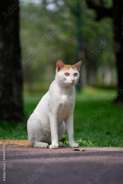 Fototapeta Cat sitting on the ground in the park