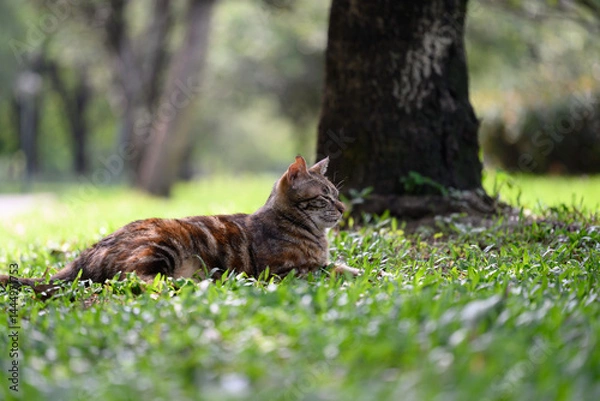 Fototapeta The Cat on the Grass