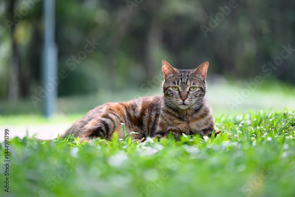 Fototapeta The Cat on the Grass