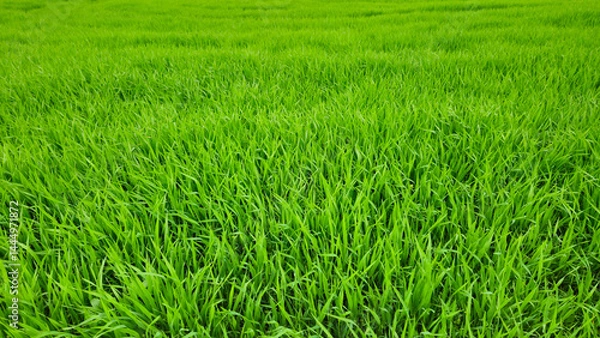 Fototapeta Bright green field of spring fresh grass
