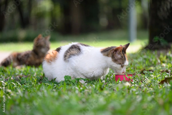 Fototapeta Cat lying on grass and eating