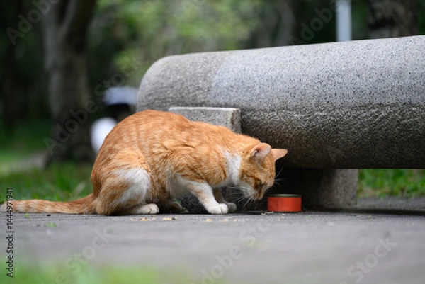 Fototapeta Cat on the floor eating