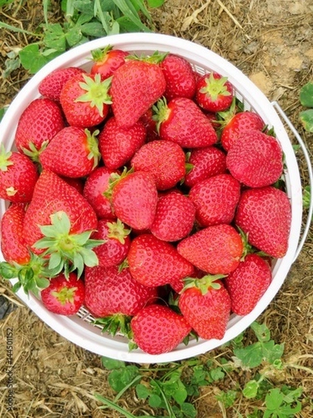 Fototapeta A bucket of freshly picked, ripened, strawberries