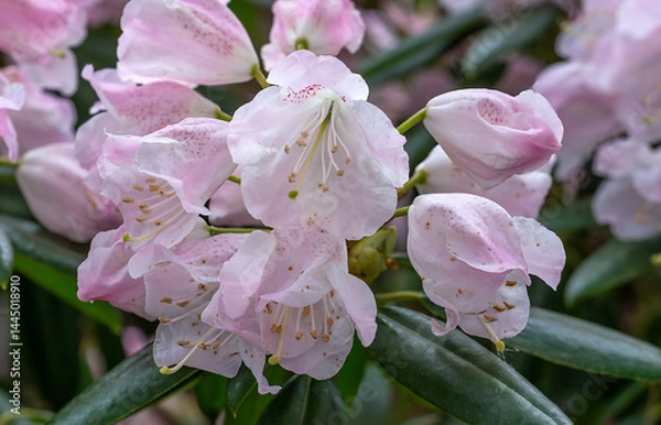 Fototapeta Beautiful and delicate azalea flowers decorated the bushes of the plant.