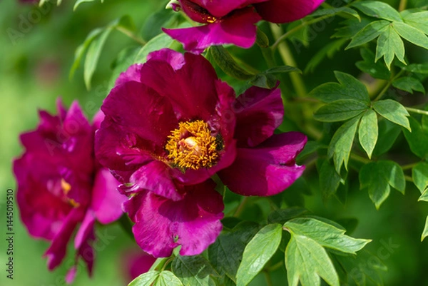 Fototapeta A bush of tree peony with large and beautiful flowers.