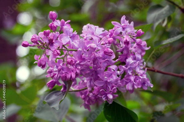 Fototapeta Lilacs are blooming in the park. The clusters of flowers are pleasing to the eye. The scent of blooming lilacs spreads around.