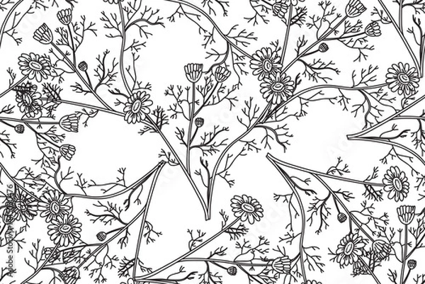 Obraz Line art botanical seamless floral pattern with flowers chamomile vector illustration. Black outline repeating daisy plants in white background. Graphic design for Fashion Cover Textile Wedding Print