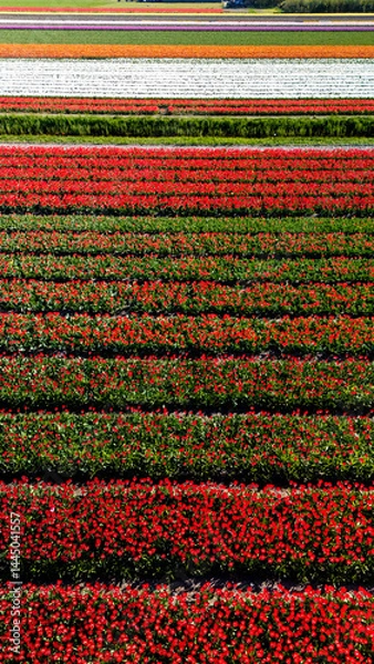 Obraz Vivid tulip fields in the Netherlands showcase natures stunning colors during spring bloom