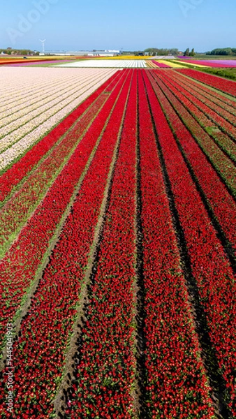 Fototapeta Spectacular display of vibrant tulip fields in the Netherlands during spring bloom
