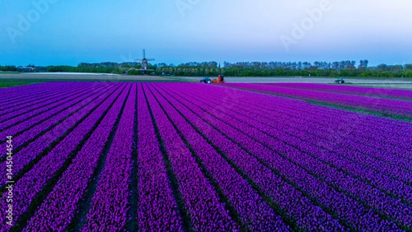 Obraz Vibrant tulip fields in the Netherlands at dusk showcasing a colorful landscape