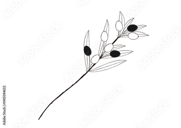 Obraz ナチュラルなオリーブの手描き風の線画　一枝のオリーブ