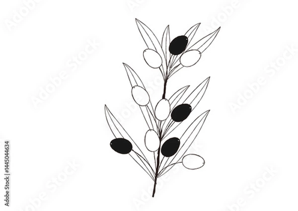 Obraz ナチュラルなオリーブの手描き風の線画　一枝のオリーブ