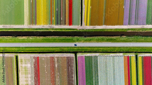 Obraz Vibrant tulip fields stretch across the Dutch landscape during springtime blooms