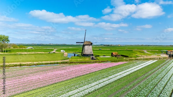 Obraz Vibrant tulip fields in the Netherlands showcase spring colors around a classic windmill