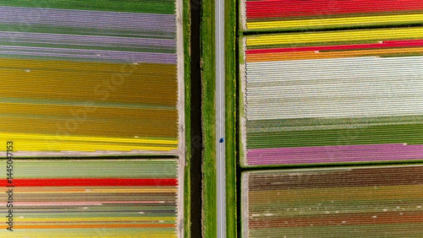 Obraz Stunning aerial view of vibrant tulip fields in the Netherlands during spring bloom