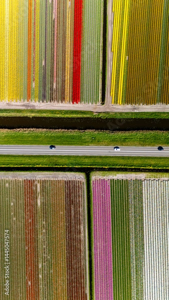 Obraz Vibrant tulip fields stretch across the Dutch countryside in springtime splendor