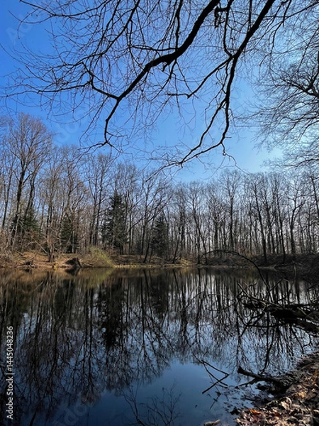 Fototapeta reflection of trees in water, late autumn for nature, cloudy day