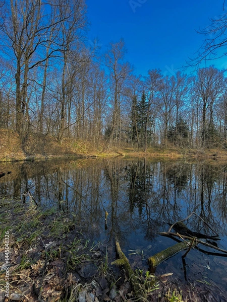 Fototapeta reflection of trees in water, late autumn for nature, cloudy day