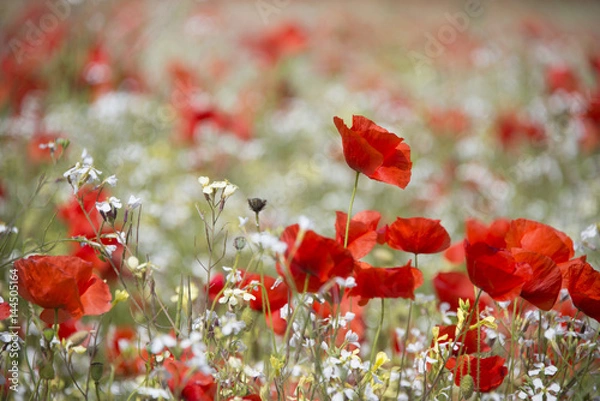 Obraz Poppy field