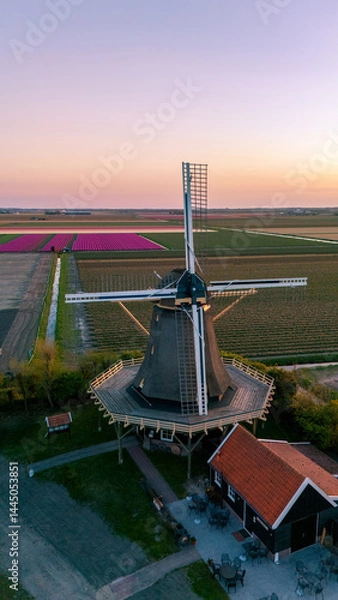 Obraz Breathtaking tulip fields with windmill at sunset in the Netherlands