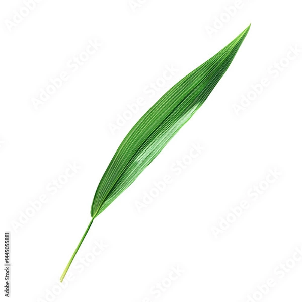 Obraz green leaf isolated