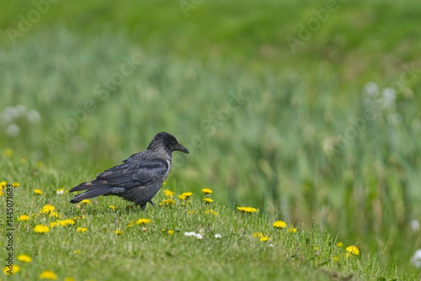 Obraz Krähe auf einer Wiese