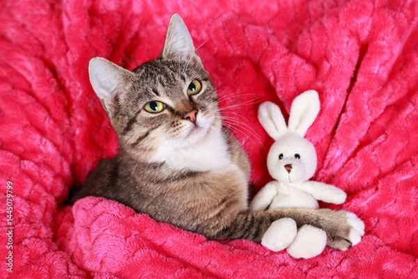 Fototapeta Tabby kitten holding plush bunny toy while cuddled in pink sweater-covered arms. Soft indoor portrait full of warmth, tenderness, and playful affection.