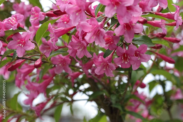 Fototapeta Blooming pink Weigela flowers on spring branches with green leaves. Natural garden background with soft focus and vibrant color