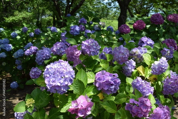 Fototapeta ゲルダスタインゲール（アジサイ）