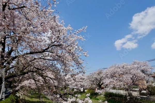 Fototapeta 野川の桜