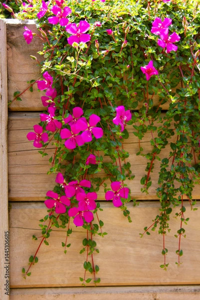 Fototapeta Bright magenta Madeira Cranesbill (Geranium madarense) flowers cascade down a rustic wooden fence, their delicate petals and lush green vines creating a stunning contrast against rustic background